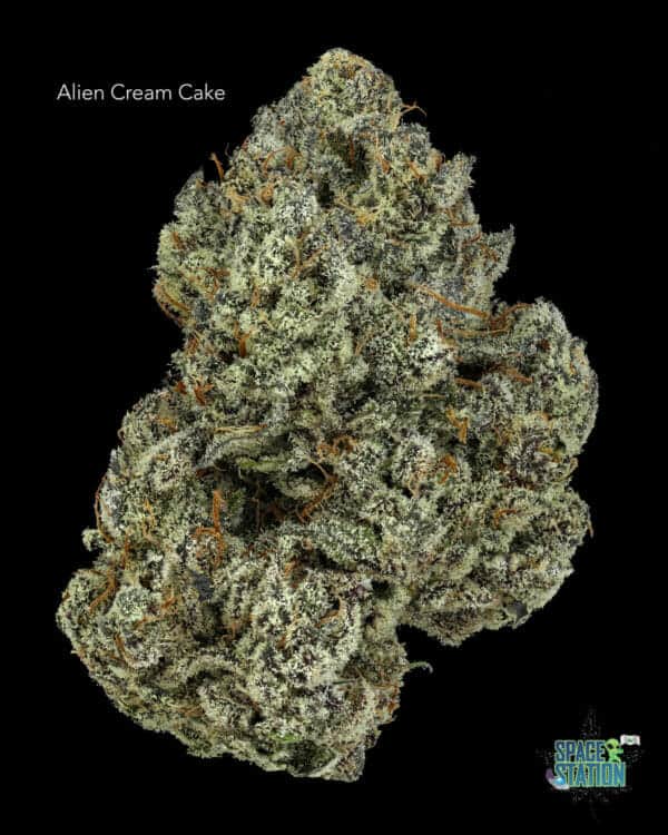 Alien Cream Cake SS 260623 (1) ALIEN CREAM CAKE - AAAAA+