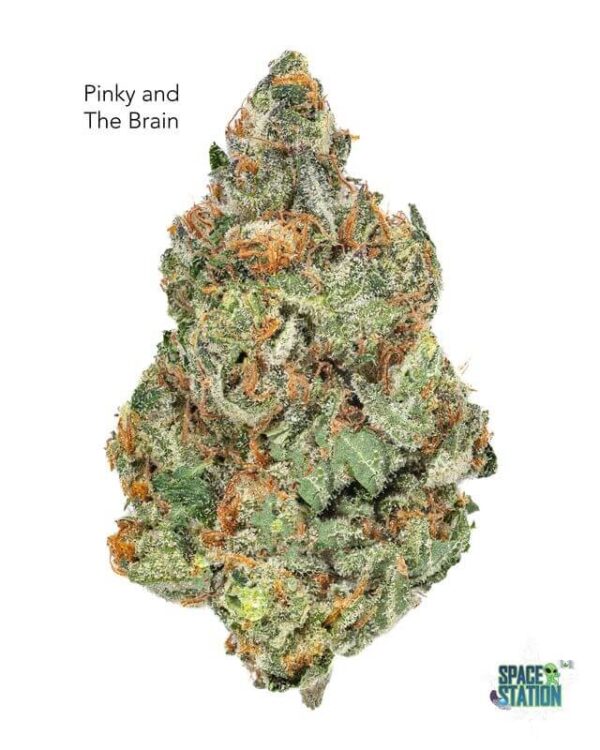 1 OUNCE  - 2 OUNCES 5 - PINKY & THE BRAIN - AA+