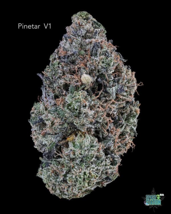 TERPY VIBES - PINETAR VI - AAAA+