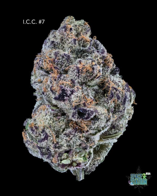 ICE CREAM CAKE #7 - AAAA+