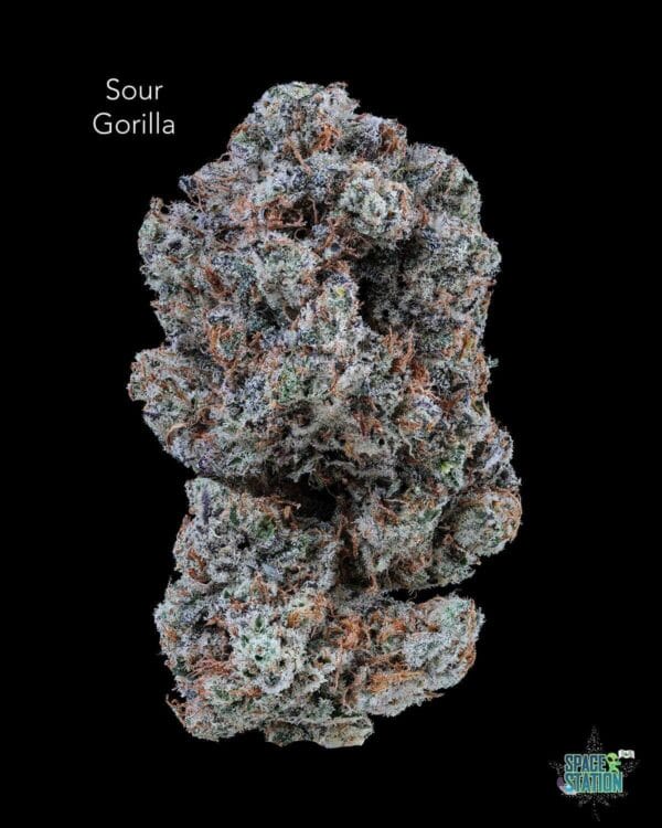 SOURGORILLA13SHOTS TWISTED LEAF GARDENS - SOUR GORILLA - AAAA+