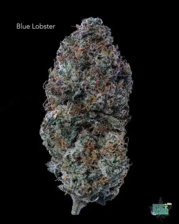 BLUE LOBSTER - AAA+
