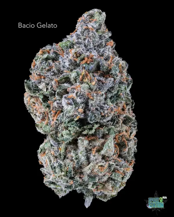 BONZAI BOYZ - BACIO GELATO