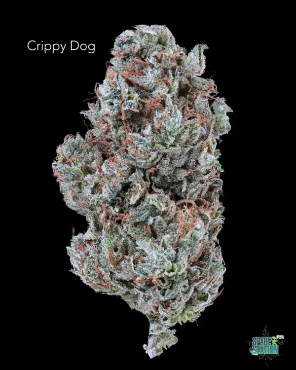 TWISTED LEAF GARDENS - CRIPPY DOG