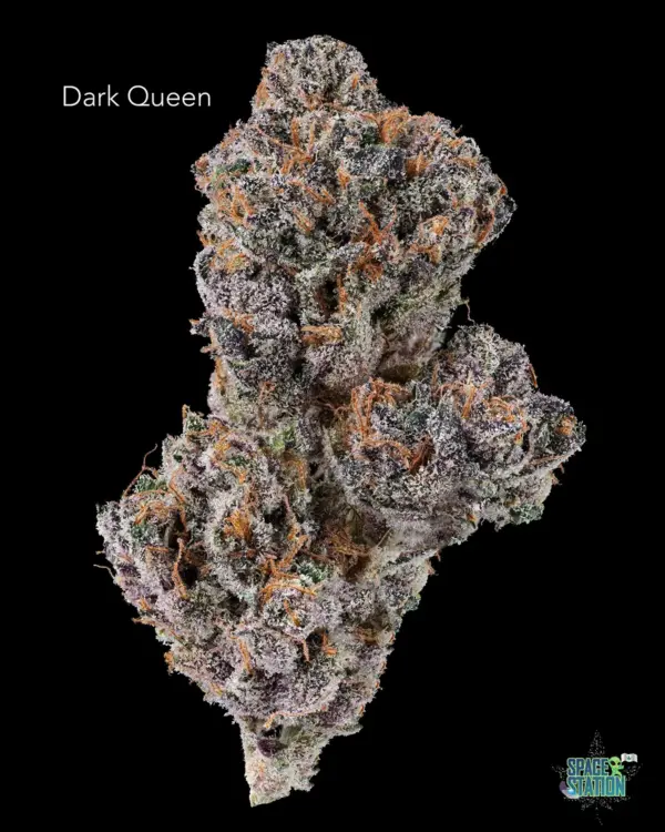 TWISTED LEAF GARDENS - DARK QUEEN