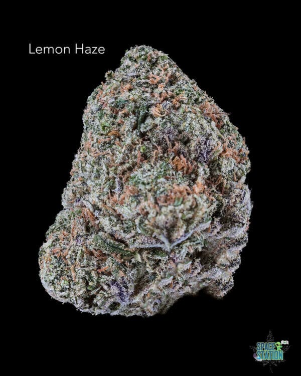 LEMON HAZE 3.5 GRAMS - LEMON HAZE - AAA+