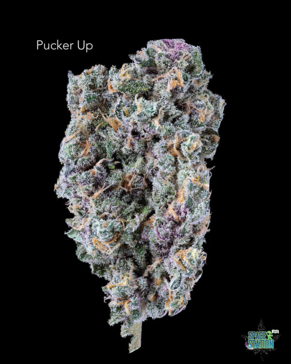 PUCKER UP TWISTED LEAF GARDENS - PUCKER UP