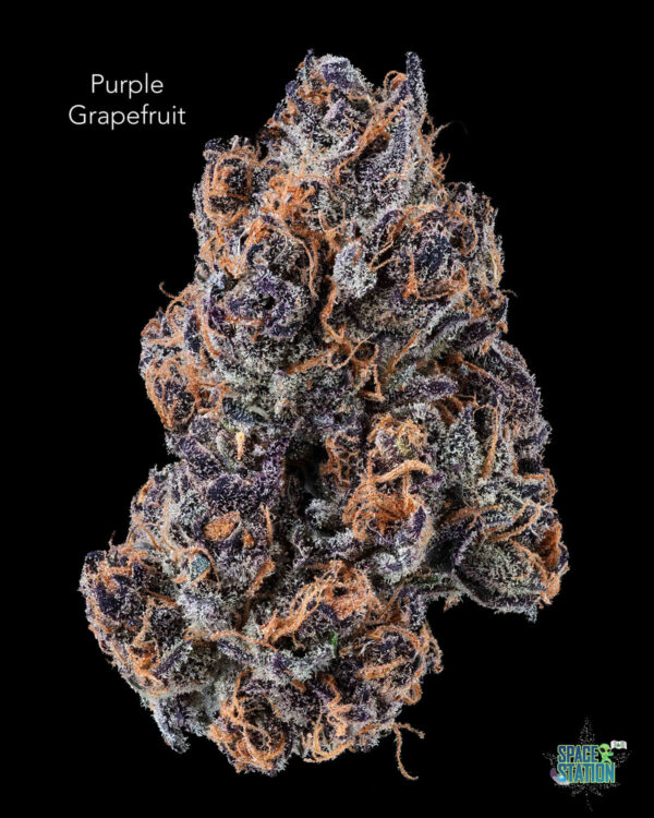 PURP GRAPEFRUIT TWISTED LEAF GARDENS - PURPLE GRAPEFRUIT