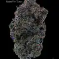 ASTROFINTUNA13SHOTS-1 GASTRONAUT CANNABIS - ASTRO FIN TUNA