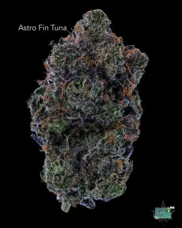 ASTROFINTUNA13SHOTS-1 GASTRONAUT CANNABIS - ASTRO FIN TUNA