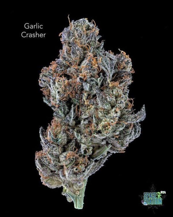 GARLICCRUSHER13SHOTS GARLIC CRUSHER- AAAA FLOWER