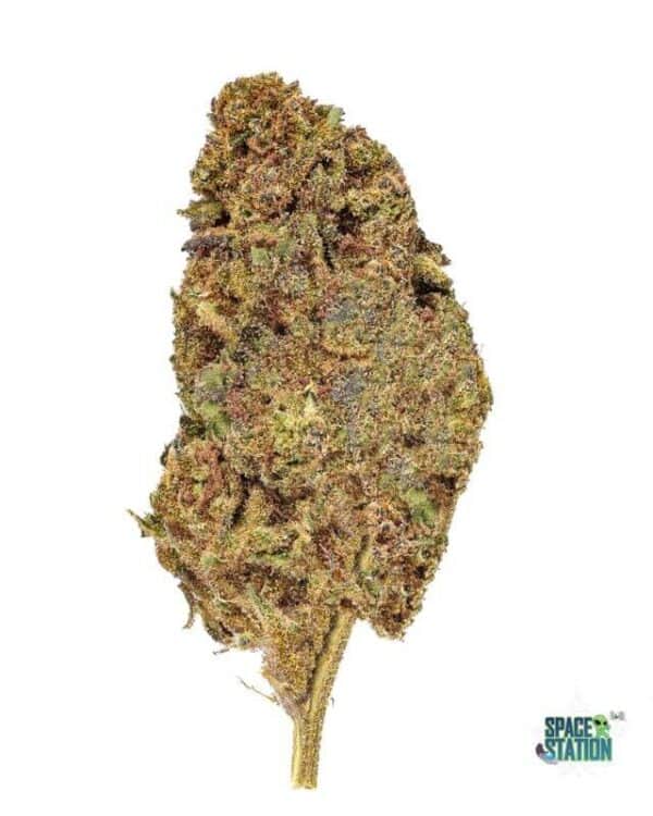 1 OUNCE  - GASTRO POP - A+