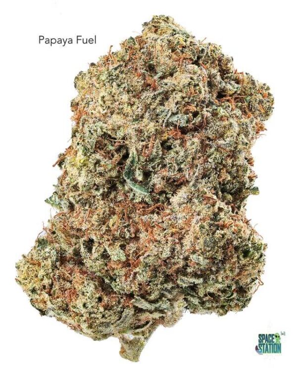 7GRAMS  - PAPAYA FUEL - AAA