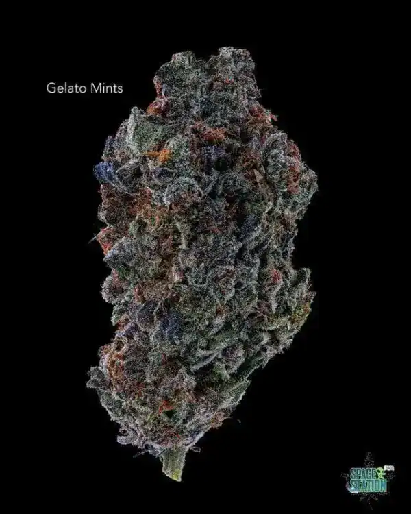 7GRAMS  - GELATO MINTS - AAA