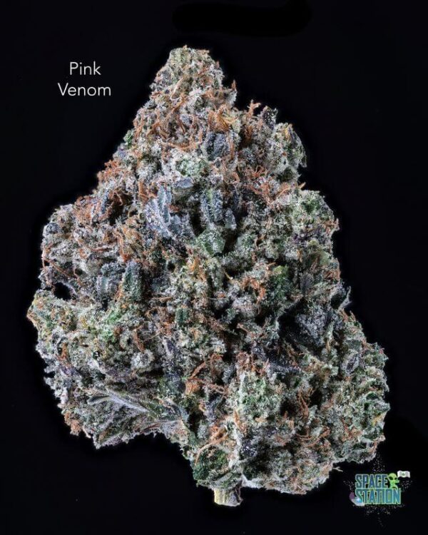 TERPY VIBES - PINK VENOM - AAAA+