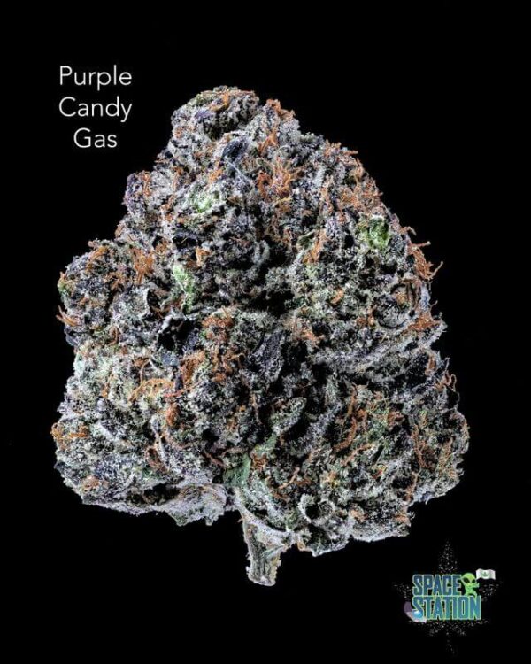 TERPY VIBES - PURPLE CANDY GAS - AAAA+