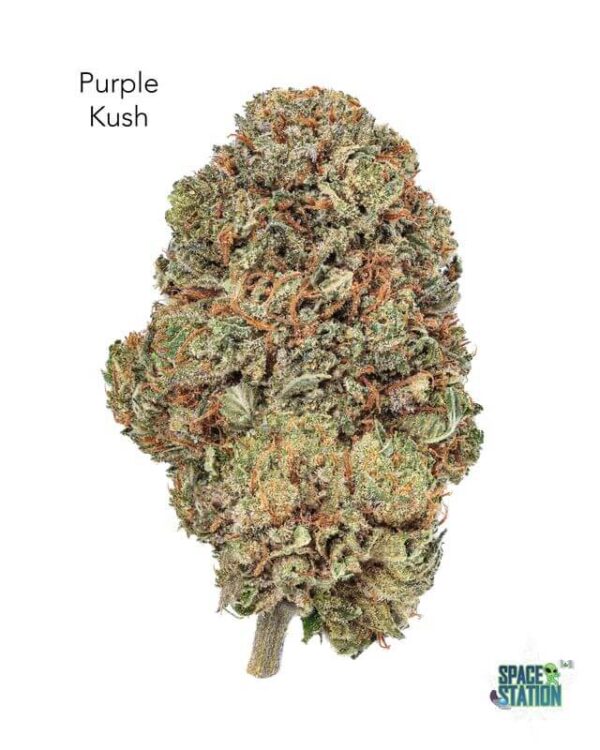 PURPLEKUSH13SHOTS 7GRAMS - PURPLE KUSH - AAA