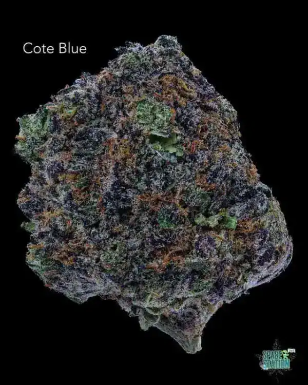 COTE BLUE - AAA+