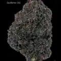 GODFATHEROG13SHOTS GASTRONAUT CANNABIS - GODFATHER OG