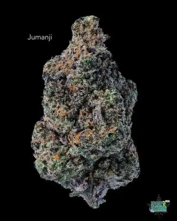 SUNSHINE COAST - JUMANJI - AAA+