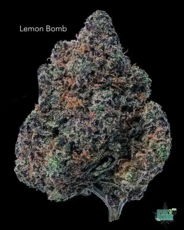 LEMONBOMB13SHOTS SUNSHINE COAST - LEMON BOMB - AAA+