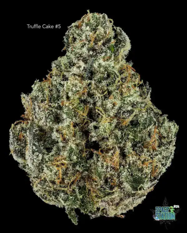 mDBdaGcY TRUFFLE CAKE #5 - AAAAA+